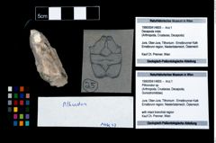 Foto (Objekt + Etikett) von Pithonoton sp.  (NHMW-GEO-1990-0041-4805)